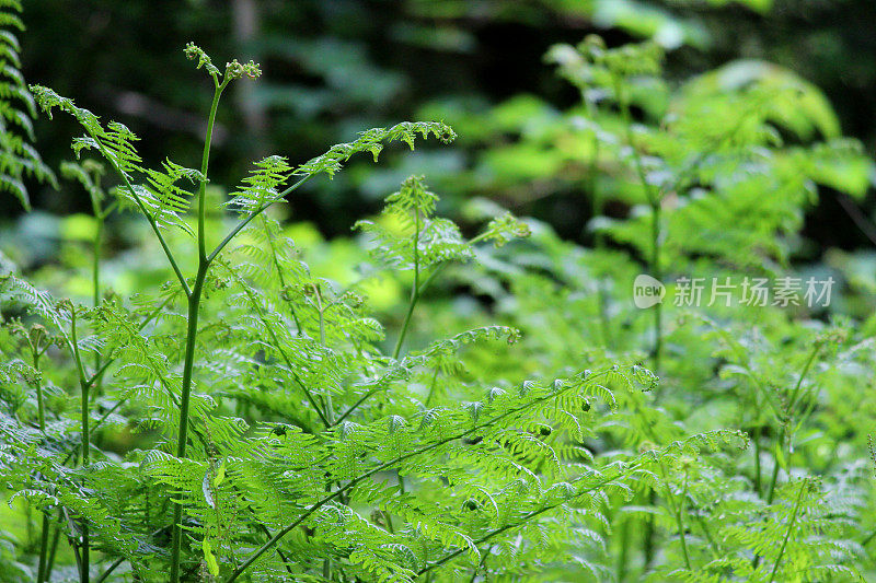 蕨类植物(蕨类植物)生长在林地的叶/叶上